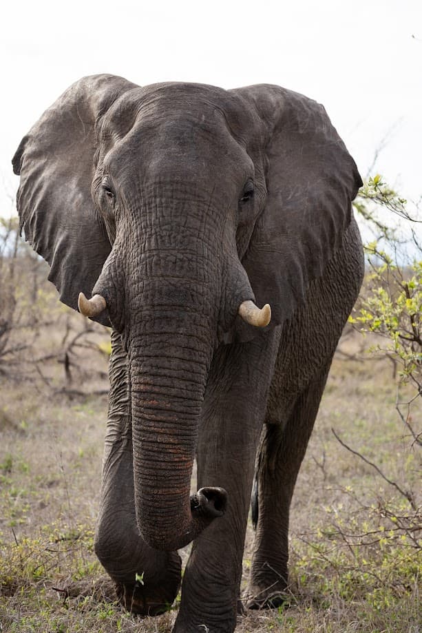 Authentic Kruger Safari