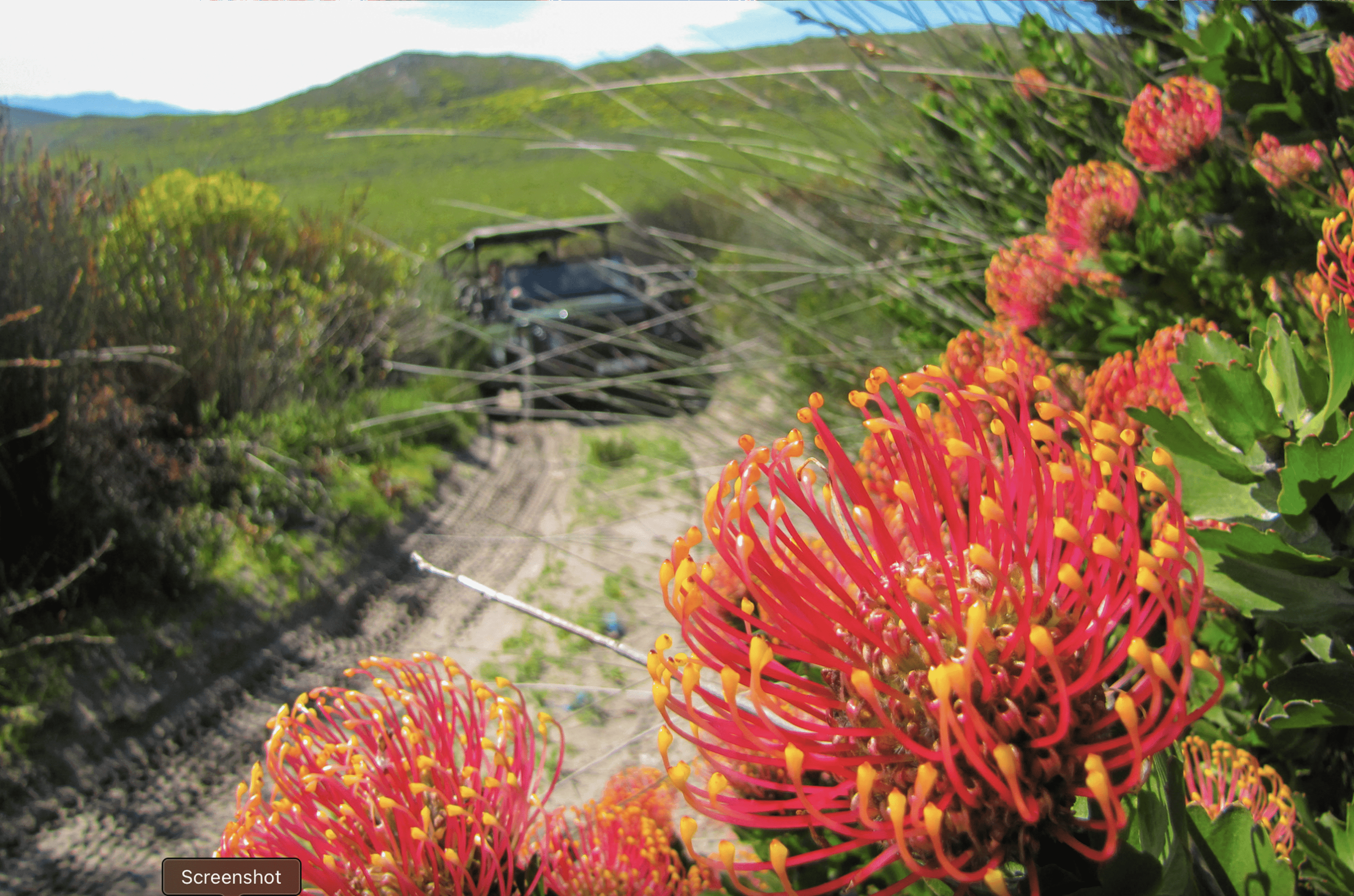 Grootbos Botanical Safari